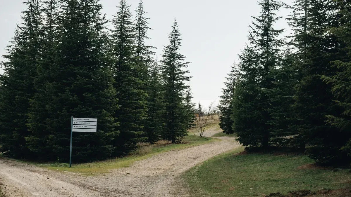 Waldweg mit Wegweiser zwischen Fichten und Lärchen in alpiner Berglandschaft